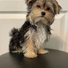 Linkx - Yorkshire Terrier
