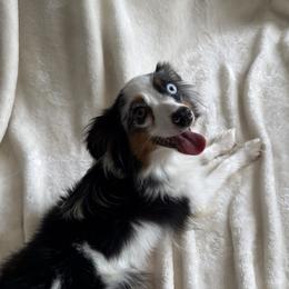 Elsa - Toy Australian Shepherd
