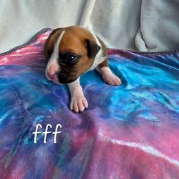 Flashy fawn 3(4 white collar - Fawn female Boxer puppy in Farmington, Pennsylvania from Impression's Boxers