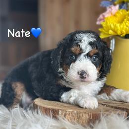 Nate - Black tri-color male Aussiedoodle puppy in Lancaster, Minnesota from Finney Ranch