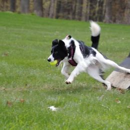 Border Collies from FetchApproved Border Collies