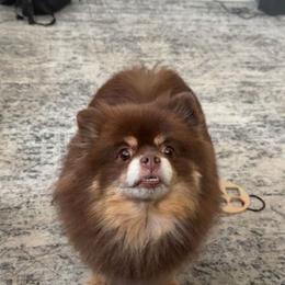 Coco - Pomeranian