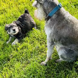 Miniature Schnauzer Puppies from Chantel's Miniature Schnauzers