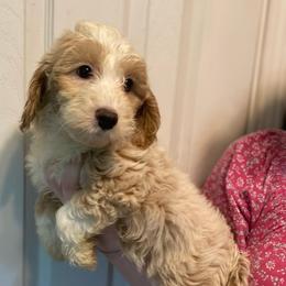 Girl 3 - Cream female Aussiedoodle puppy in Columbia, Kentucky from Burton's Precious Doodles