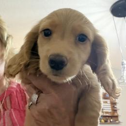 Male 1 - Cream male Dachshund puppy in Winton, North Carolina from Parker’s all American Doxies