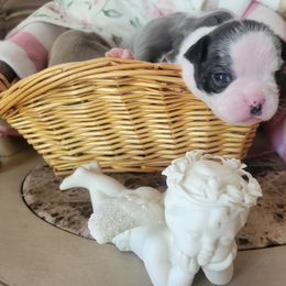 Raegan - Black and white male Boston Terrier puppy in Jackson, Tennessee from For The Love Of Bostons