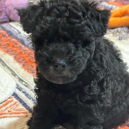 Iconic Ike - Black male Pumi puppy in Rockbridge, Illinois from Rocklin Farms Pumi