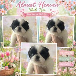 Girl 1 - Black and white female Shih Tzu puppy in Dallas, Texas from Almost Heaven Shih Tzu