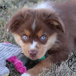 Beans - Red merle female Miniature Australian Shepherd puppy in Garden Plain, Kansas from Krazy K Aussies