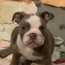 Bulldog Puppies from Ropes n' Wrinkles English Bulldogs