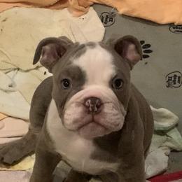 Bulldog Puppies from Ropes n' Wrinkles English Bulldogs