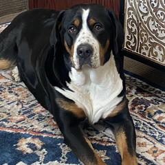 Roxie - Greater Swiss Mountain Dog