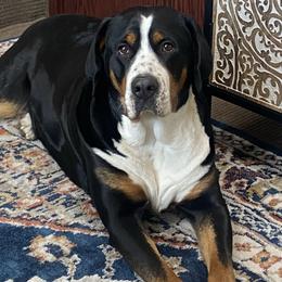 Roxie - Greater Swiss Mountain Dog