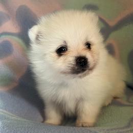 Alvin - White male Pomeranian puppy in St. Louis, Missouri from Saint Louis Pomeranian babies