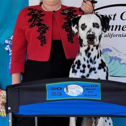 Dalmatians from Regal Dalmatians
