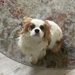 Cavalier King Charles Spaniels from Jerome's Cavalier King Charles Spaniels