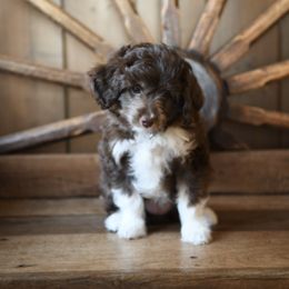 Aussiedoodle Puppies from AussiedoodleMI