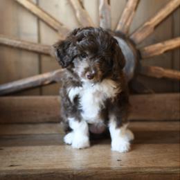 Aussiedoodle Puppies from AussiedoodleMI