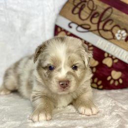 Dilute Red Merle Male - Red merle Miniature Australian Shepherd puppy in Cusick, Washington from Dry Ridge Miniature Australian Shepherds