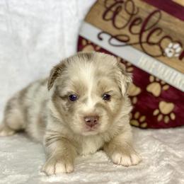 Dilute Red Merle Male - Red merle Miniature Australian Shepherd puppy in Cusick, Washington from Dry Ridge Miniature Australian Shepherds