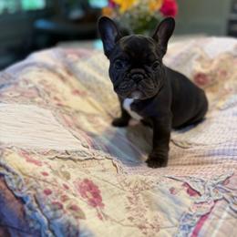 Purple collat girl - Liver female French Bulldog puppy in Golden, Missouri from Baxa Frenchie’s