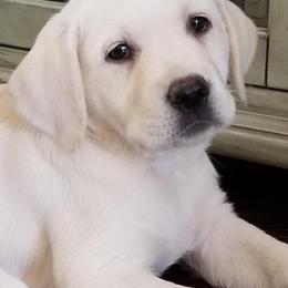 Labrador Retriever Puppies from Sweet As Sugar Labradors