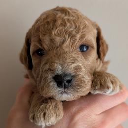 Purple - Apricot female Goldendoodle puppy in Midland, North Carolina from Alger Farm, LLC