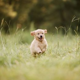 Golden Retriever Puppies from Stellar Acres Golden Retrievers