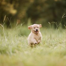 Golden Retriever Puppies from Stellar Acres Golden Retrievers