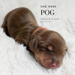 Pog - Chocolate and cream male Dachshund puppy in Redding, California from Jean & Mae Doxies