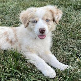 Miniature Australian Shepherds from Auddies Mini Aussies LLC