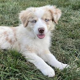 Miniature Australian Shepherds from Auddies Mini Aussies LLC