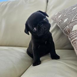 Girl black - Black female Pug puppy in Jacksonville, North Carolina from Coliseum de Cassiope