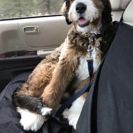 Bernedoodle All Grown Up from Backwoods Bernedoodles