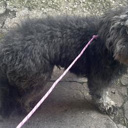 Andrea Aussiedoodle Trained Available Today contact - Merle female Goldendoodle puppy in Brooklyn, New York from Lyon and Luna Goldendoodles Bernedoodles