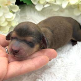 Luca - Red male Dachshund puppy in Exeter, California from Sawtooth Miniature Dachshunds