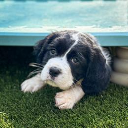 English Springer Spaniel Puppies from Butterfield Trail Farm