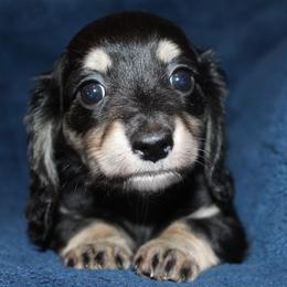 Harlem - Black and cream female Dachshund puppy in Roanoke, Alabama from 3B Doxies