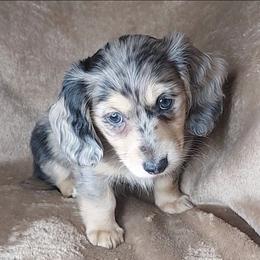 GABRIELLA - Dapple female Dachshund puppy in Swink, Oklahoma from Palali Farm