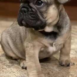French Bulldogs from Coco’s Frenchies