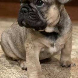 French Bulldogs from Coco’s Frenchies