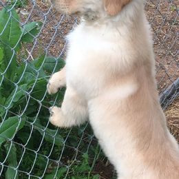 Golden Retrievers from Sunwind Golden Retrievers