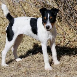 Myra - Jack Russell Terrier