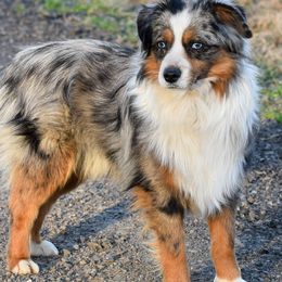 Miniature Australian Shepherds from Okie's Aussies