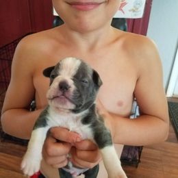 Boston Terrier and French Bulldog Puppies from Willis Family Bostons