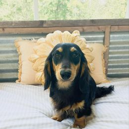 Buddy - Dachshund