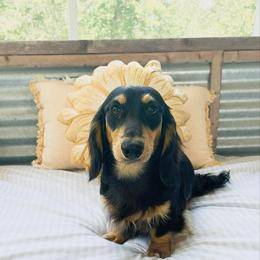 Buddy - Dachshund