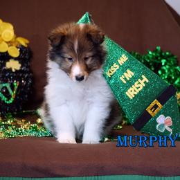 Murphy - Mahogany Sable Boy - Sable and white male Shetland Sheepdog puppy in Frazeysburg, Ohio from Mountain High Kennels