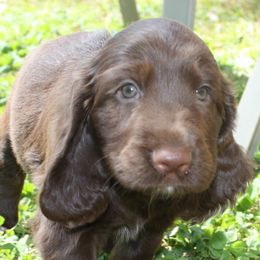Field Spaniels from Catera Field Spaniels