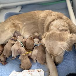 Boy - Golden male Golden Retriever puppy in Golden, Colorado from Legacy Retriever Project
